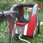 Golden Retriever and Doggy Ride Bicycle Cart