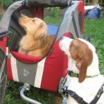 Golden Retriever getting treats in bike cart