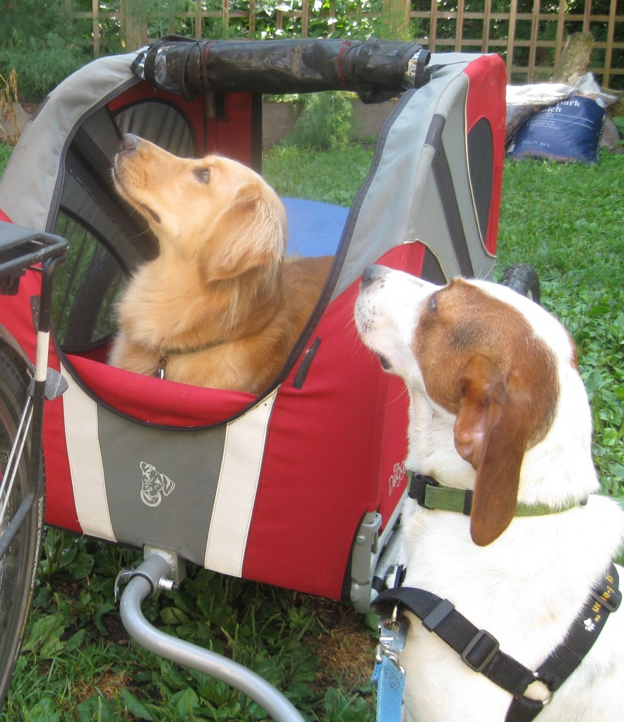 Golden Retriever getting treats in bike cart