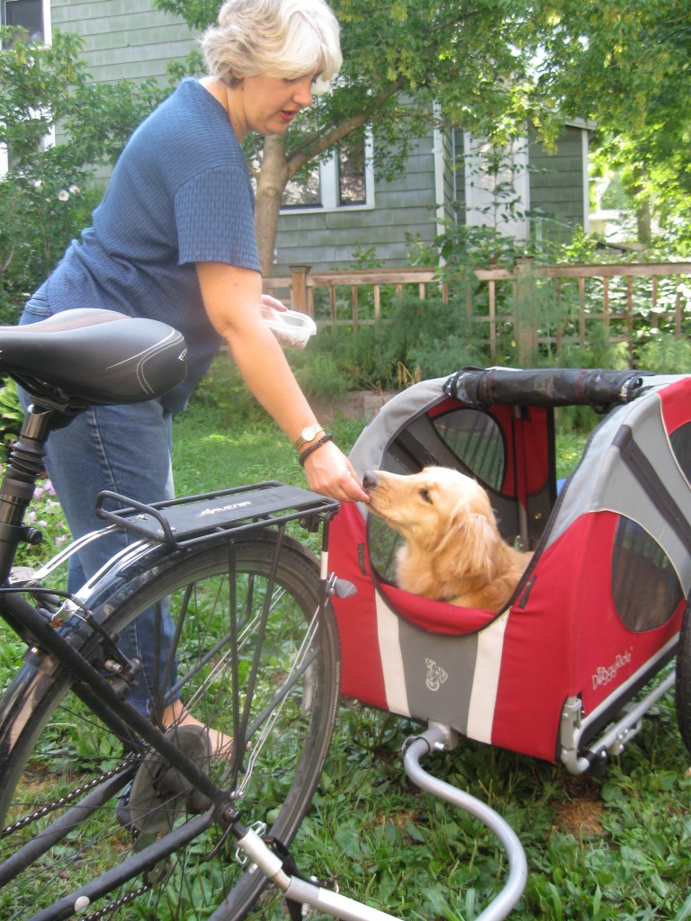 Honey the golden retriever gets a treat in the bike cart