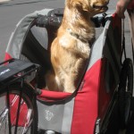 Golden Retriever in bike cart