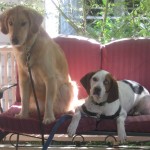Golden Retriever and hound mix on the porch
