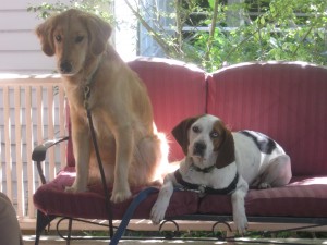 Golden Retriever and hound mix on the porch