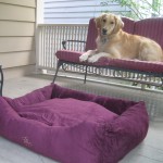 Golden Retriever on the porch
