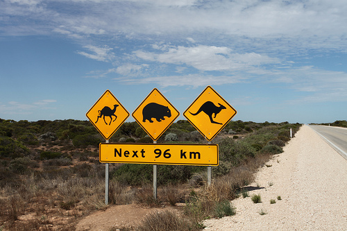 Camel Crossing in Australia