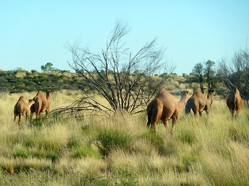 Camela Caravan in Australia