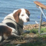 Hound Mix on shore of Cayuga Lake