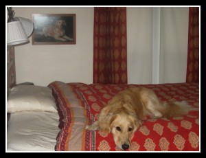 Honey the Golden Retriever on bed in front of portrait