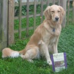Honey posing with turkey bacon treats