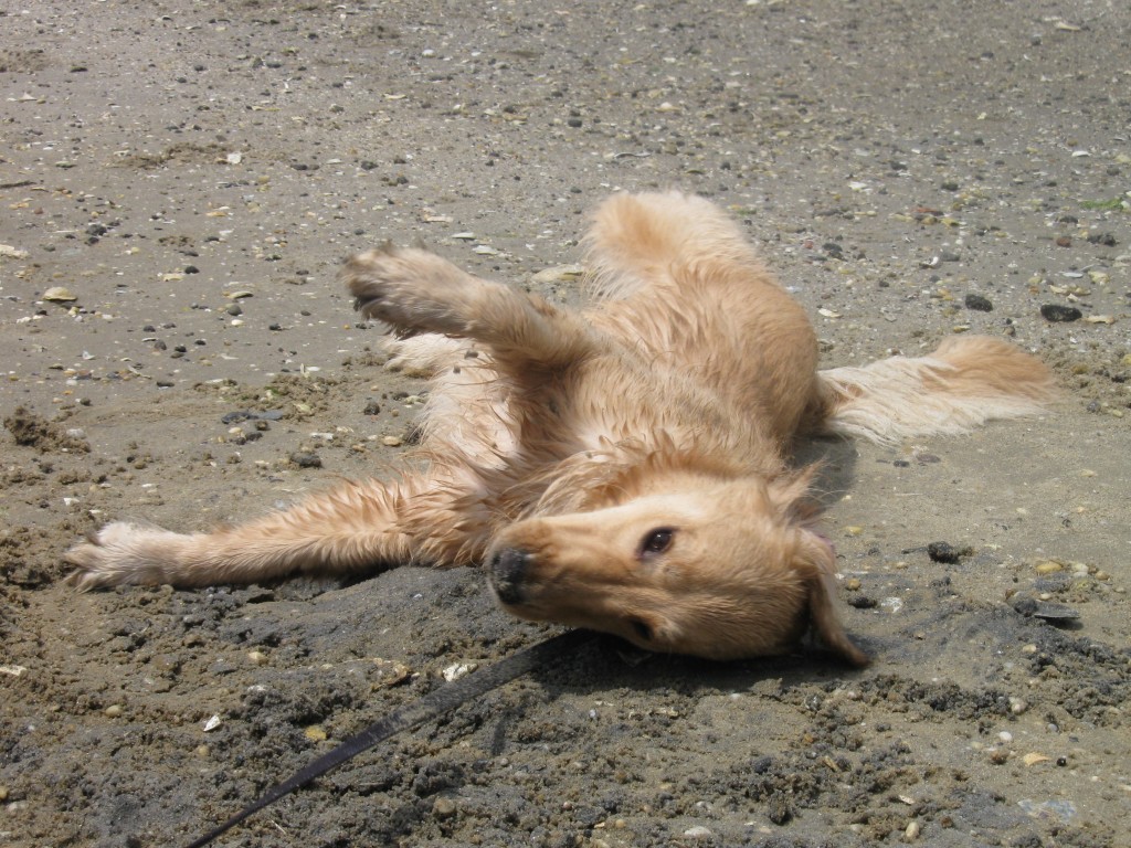 Golden Retriever on the beach