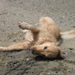 Golden Retriever on the beach