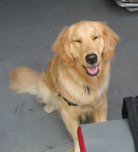 Golden Retriever grinning
