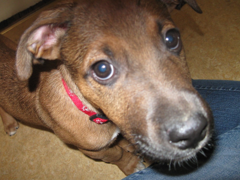 Scooter the foster pup