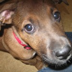 Scooter the foster pup