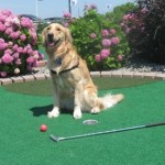 Golden Retriever playing mini golf