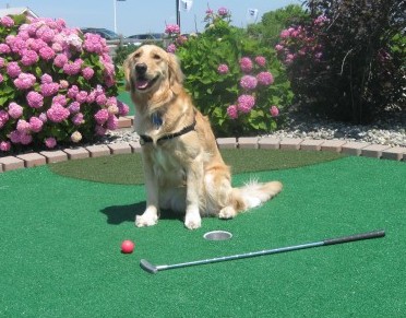 Golden Retriever playing mini golf