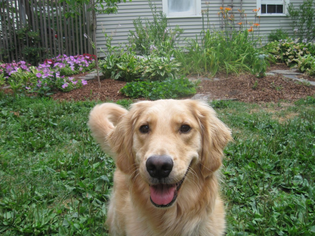 Honey the Golden Retriever