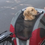 Golden Retriever in Doggy Ride Bike Cart