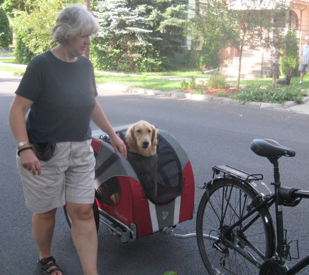 Golden Retriever in bicycle cart