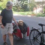 Golden Retriever in bicycle cart