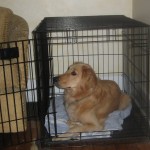 Golden Retriever in Crate