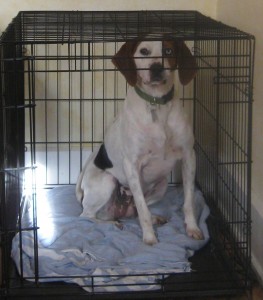 Cherie the hound mix in a crate