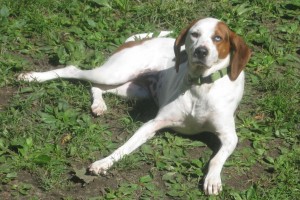 hound mix lying in the sunny backyard