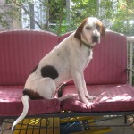 Hound mix on the porch
