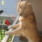 Golden Retriever standing on porch