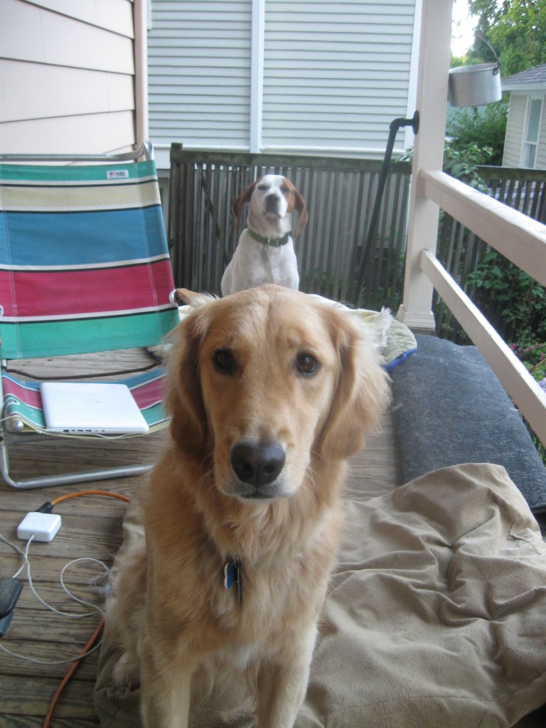 Golden Retriever and hound mix foster dog