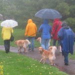 Golden Retriever walking in the rain