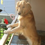 Honey the Golden Retriever jumpin