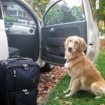 Golden Retriever is ready for a road trip