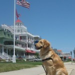 Golden Retriever admiring Cape May hotels