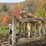 Golden Retriever at the Newman Arboretum