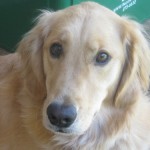 Honey the Golden Retriever