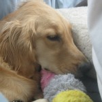 Golden Retriever sleeping in back seat of car