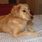 Honey the Golden Retriever waits on the bed.