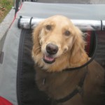 Honey the Golden Retriever is proud