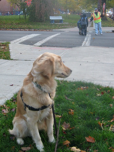 Golden Retriever looks at crossing guard