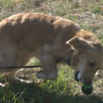 Golden Retriever fetches her toy