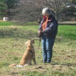 Golden Retriever gets the signal to stay