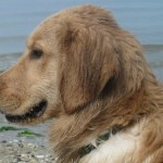 Honey the golden retriever