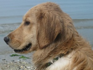 Honey the golden retriever