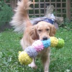 Golden Retriever with toy caterpillar