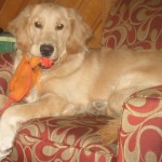 Golden Retriever with an orange stuffed duck in her mouth