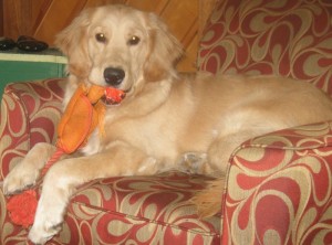 Golden Retriever with an orange stuffed duck in her mouth