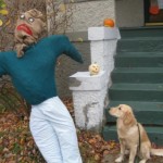 Golden Retriever looks at Scarecrow