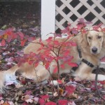Golden Retriever lying near blueberry bush