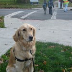 Golden Retriever sitting at crosswalk